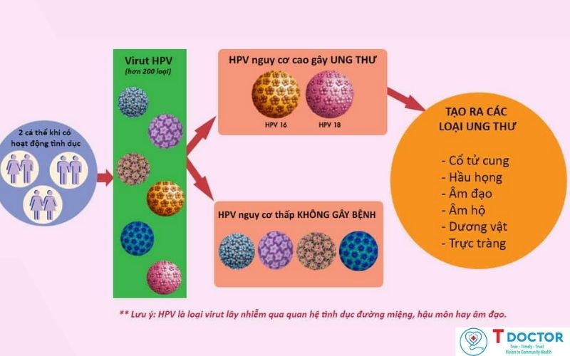 Tiến trình xâm nhập của virus HPV